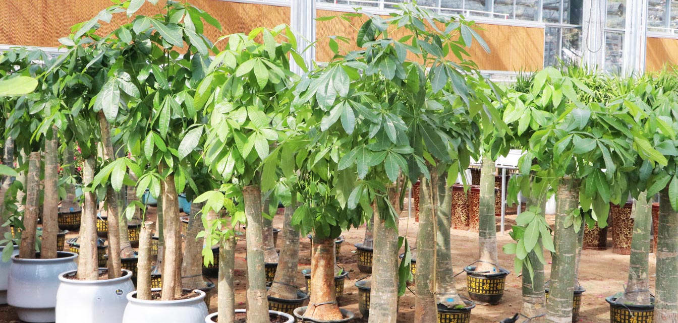 自治區綠色優質果蔬展銷中心psd-恢復的_24.jpg 自治區綠色優質果蔬展銷中心psd-恢復的_24.jpg