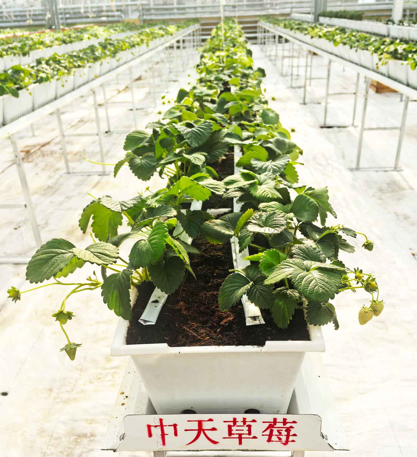 自治區綠色優質果蔬展銷中心psd-恢復的_29.jpg 自治區綠色優質果蔬展銷中心psd-恢復的_29.jpg